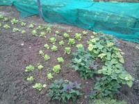 20100215Farm Visit13.jpg